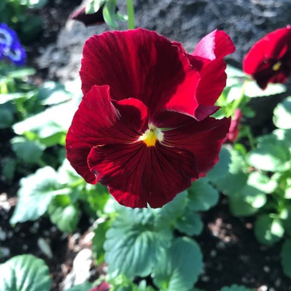 🖤🦇Welcome! To my Poshmark page! 🖤🦇 - Picture 5 of 5